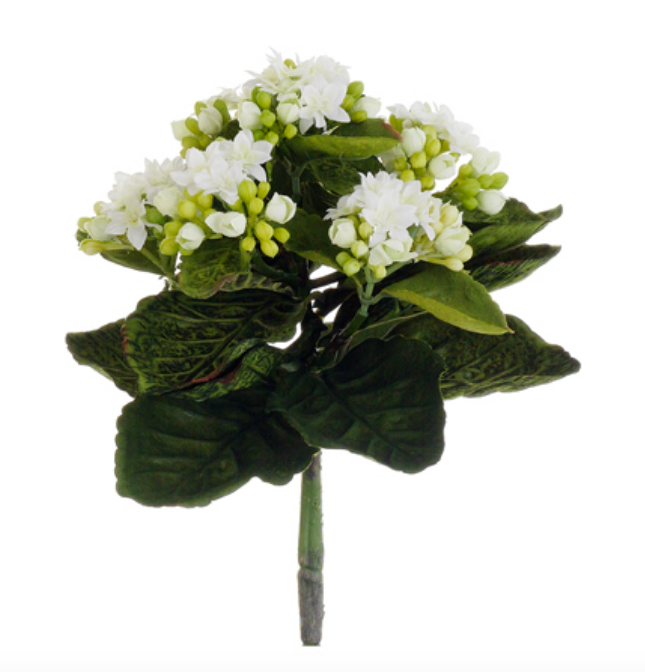 9" Kalanchoe Stem (Box of 12)
