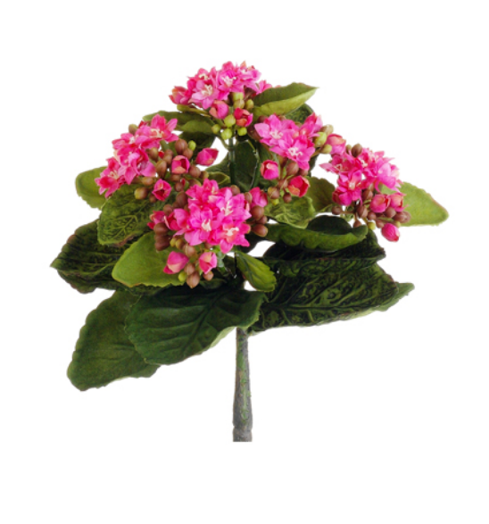 9" Kalanchoe Stem (Box of 12)