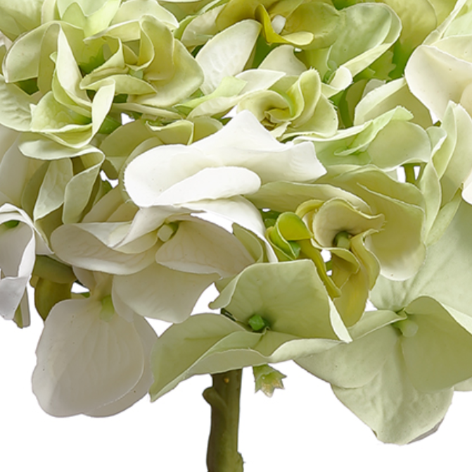 White & Green Hydrangea (Box of 12)
