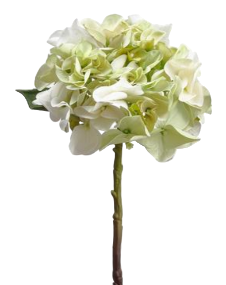 White & Green Hydrangea (Box of 12)