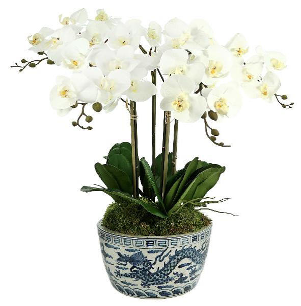 4 Stem White Orchid in Porcelain Dragon Bowl