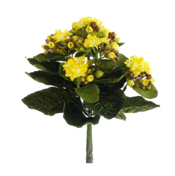 9" Kalanchoe Stem (Box of 12)