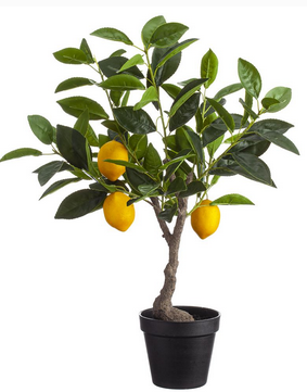 Lemon Topiary Tree