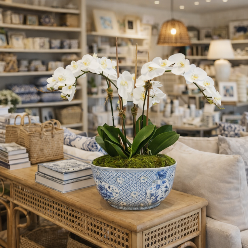 3 Stem White Orchid in Porcelain Trellis Bowl
