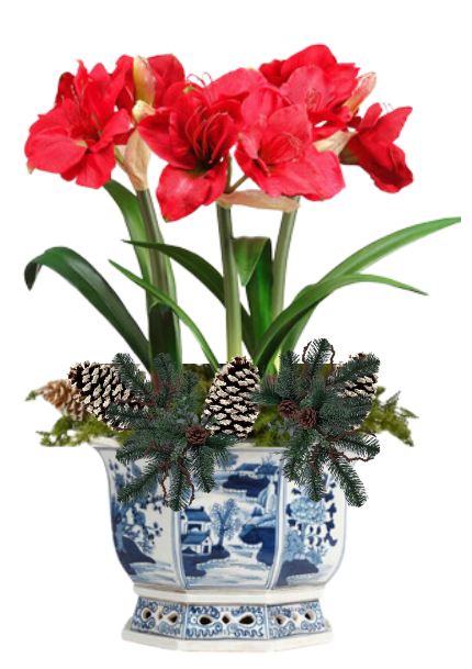 5 Stem Red Amaryllis & Evergreen in Porcelain Planter