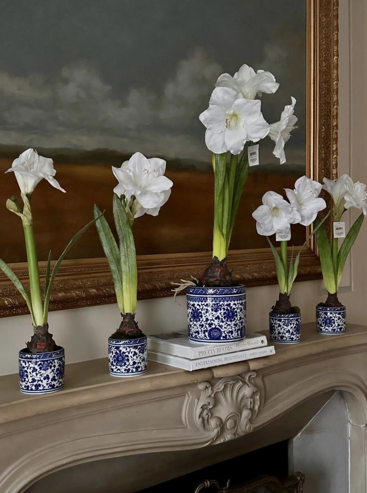 White Amaryllis in Blue & White Porcelain Planter Style 2