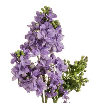 Box of 12 Lifelike 26" Lilac Stems