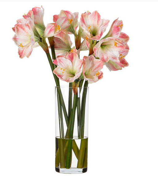 Tall Red & White Amaryllis in Glass Vase