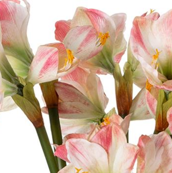 Tall Red & White Amaryllis in Glass Vase