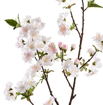 36" cream/pink Cherry Blossoms (Box of 12)