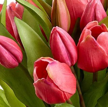 Lifelike dark pink tulip bunches (box of 12)