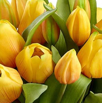 Lifelike Yellow Tulip Bunches (box of 12)