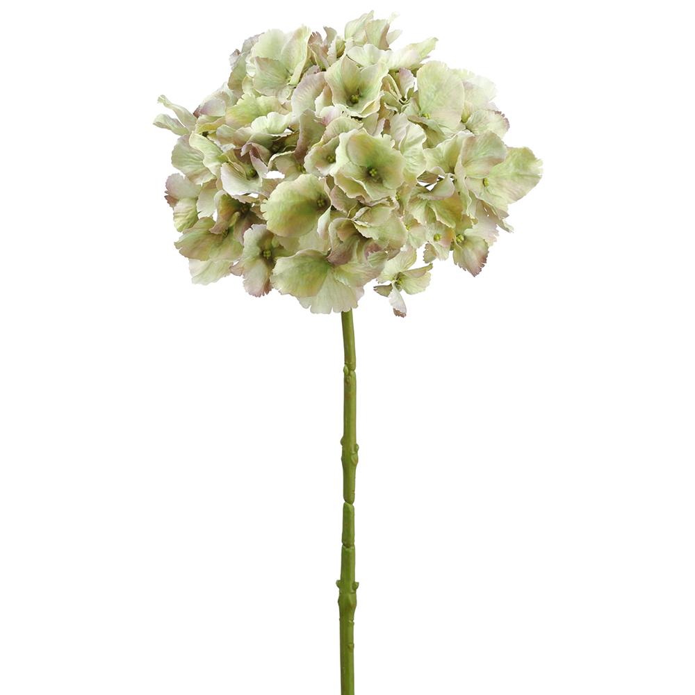 Pale Green Hydrangea Stems (Box of 8)