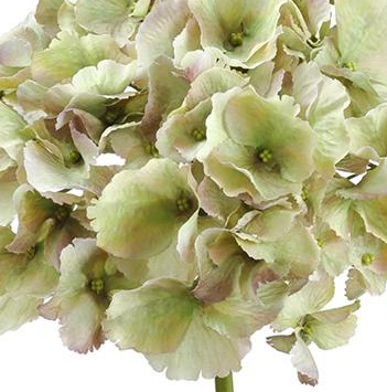 Pale Green Hydrangea Stems (Box of 8)