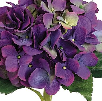 Lifelike purple hydrangeas (box of 12)