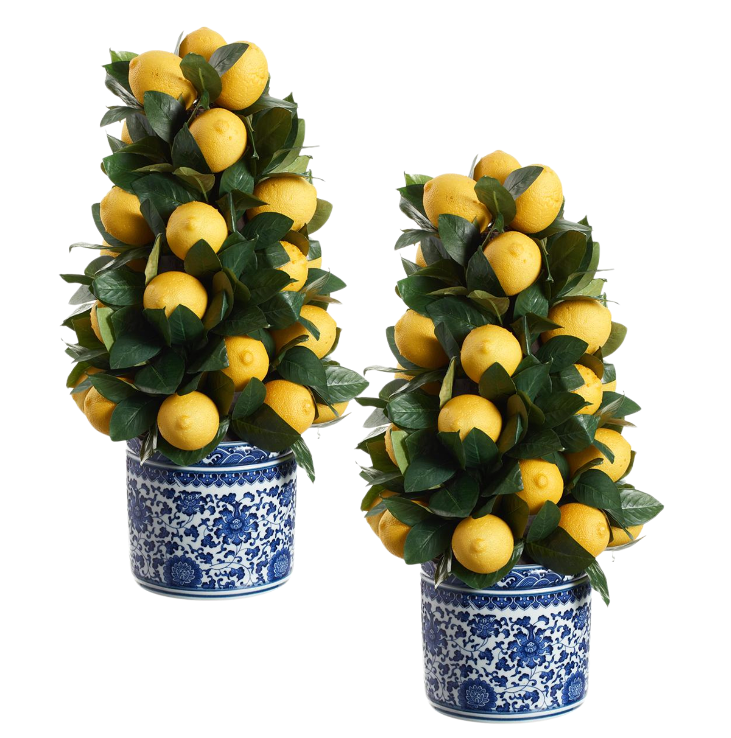 Pair of lemon topiaries in blue & white planter