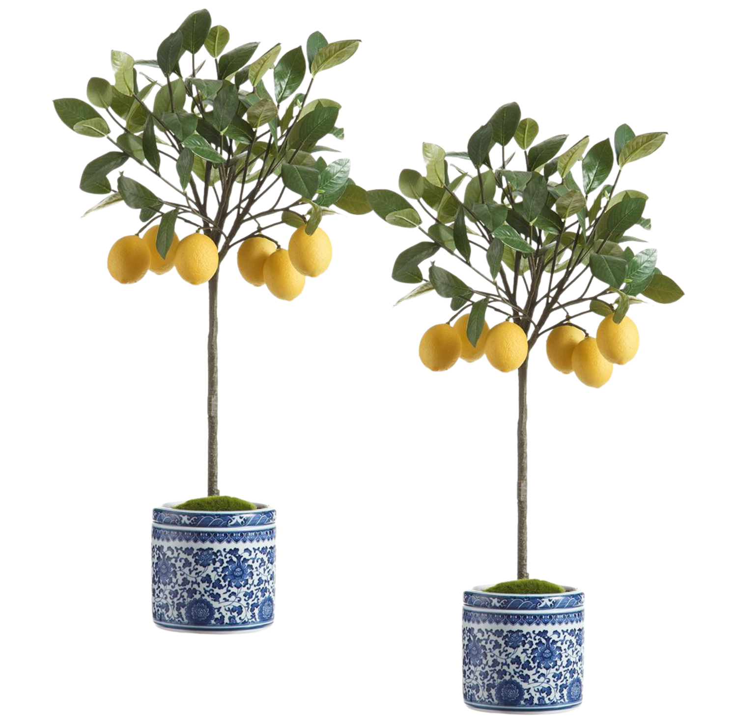 Pair of tall lemon ball topiaries in blue & white planter