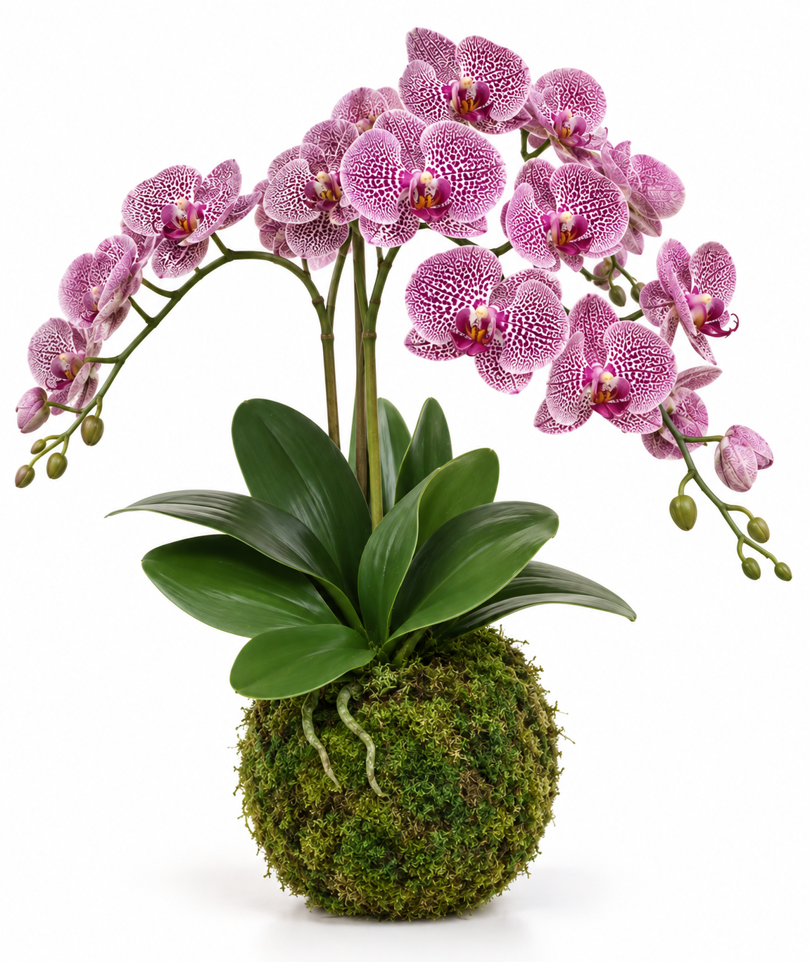 3 Stem Pink/Purple Drop in Orchid