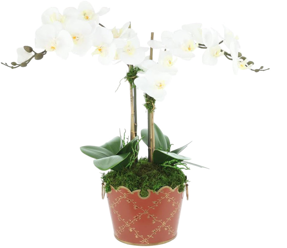2 Stem White Orchid in Chinoiserie Trellis Planter (4 Color Planters)