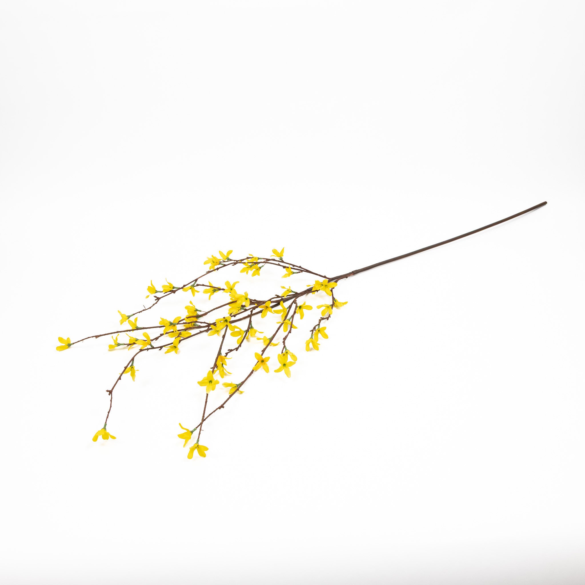 Box of 12 YELLOW FORSYTHIA BRANCH