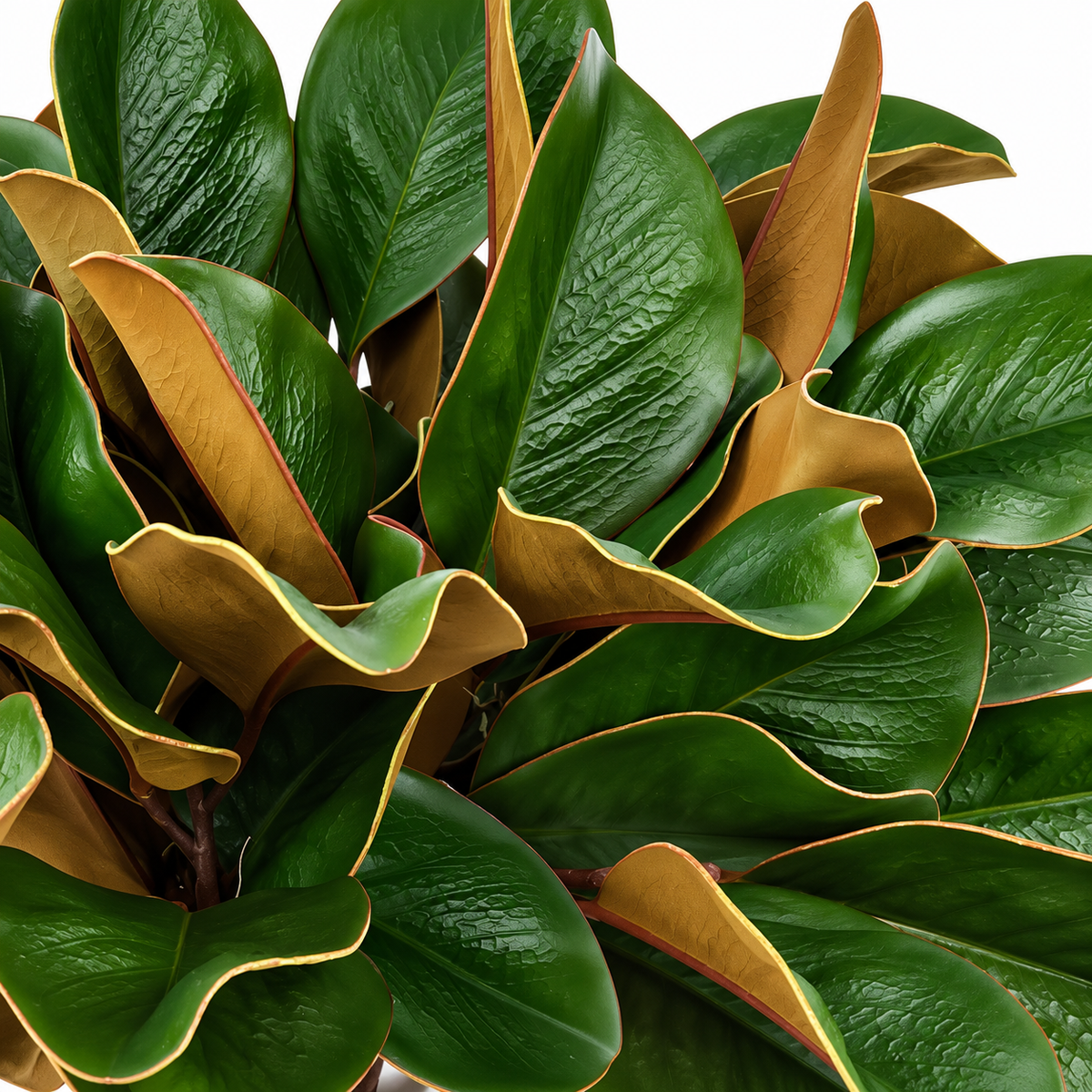 Southern Magnolia Leaf Arrangement in Glass Vase