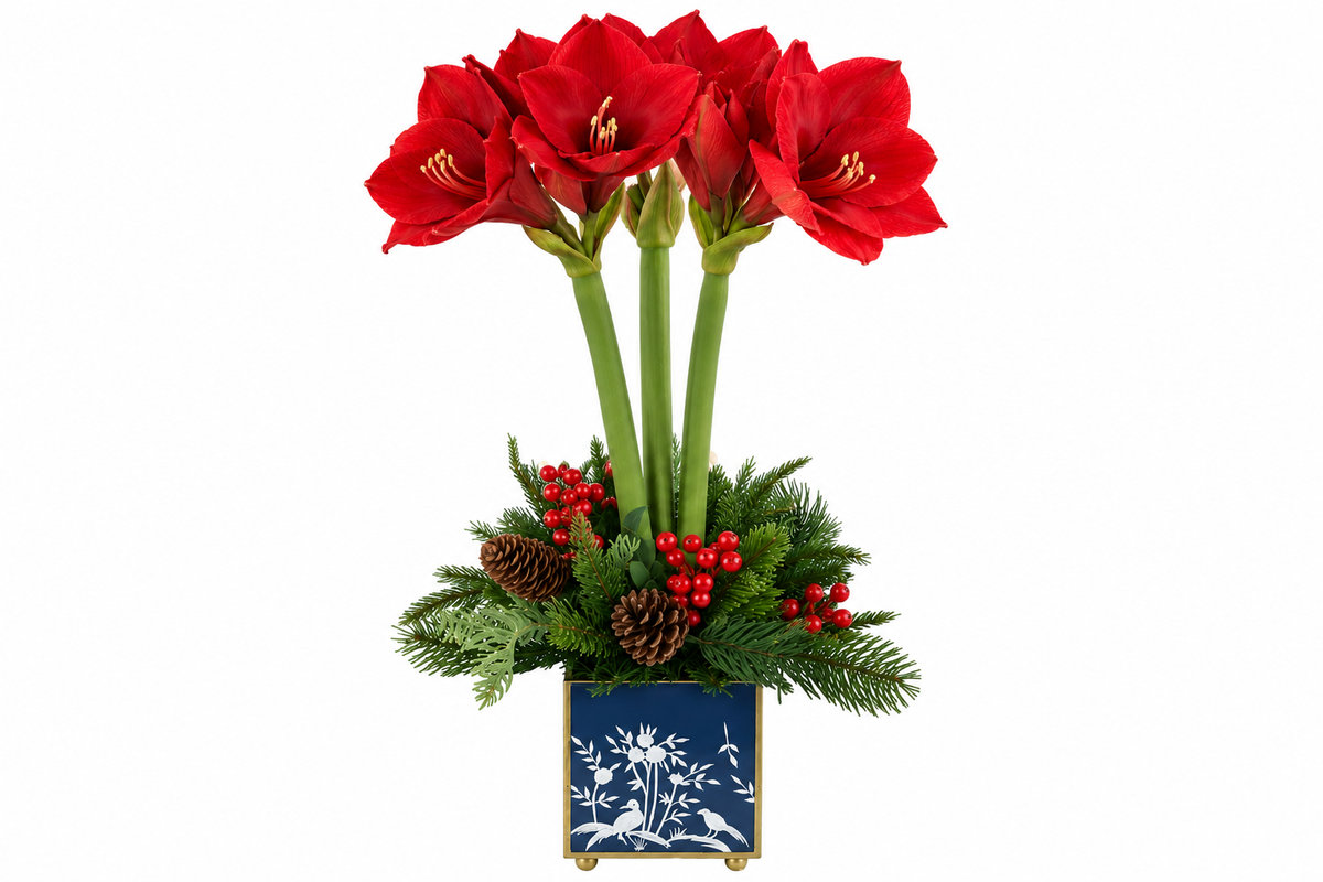 Red Amaryllis & Winter Greens in Chinoiserie Planter