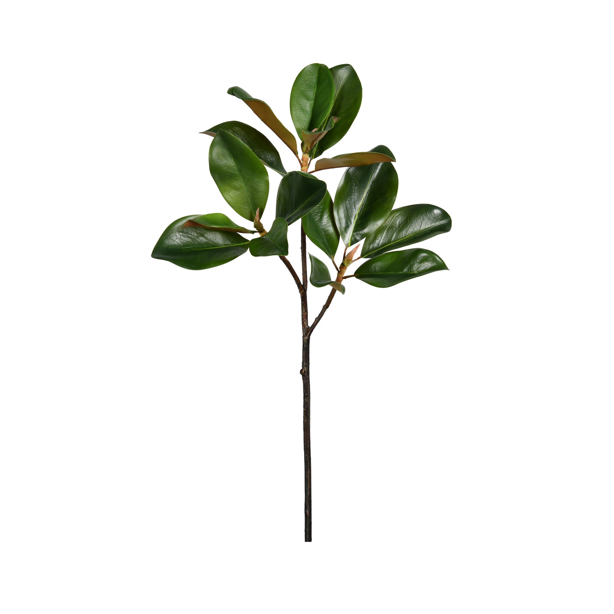 MAGNOLIA LEAF BRANCH - 24 INCH (Box of 12 Stems)