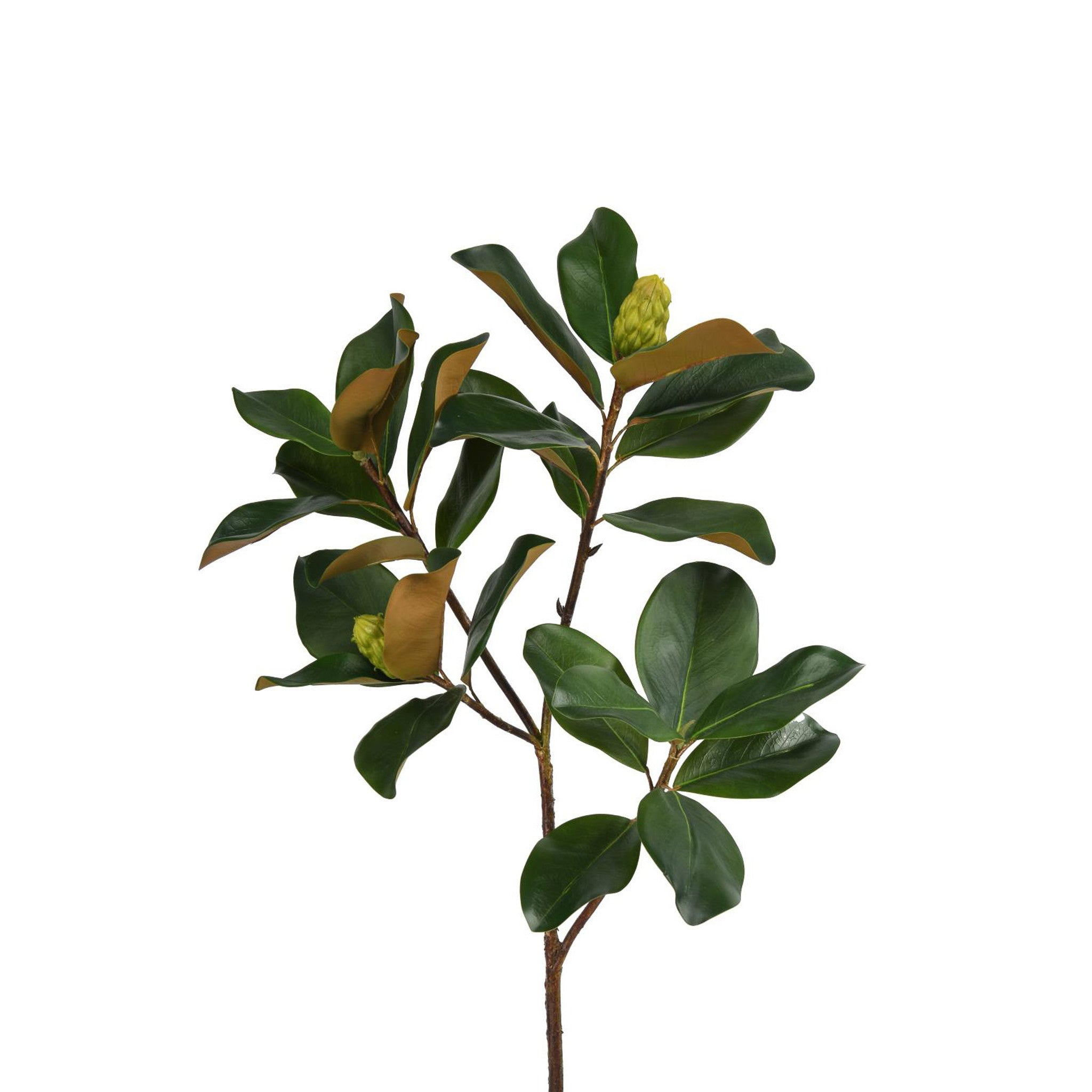 MAGNOLIA LEAF BRANCH - 44 INCH (Box of 6 Stems)