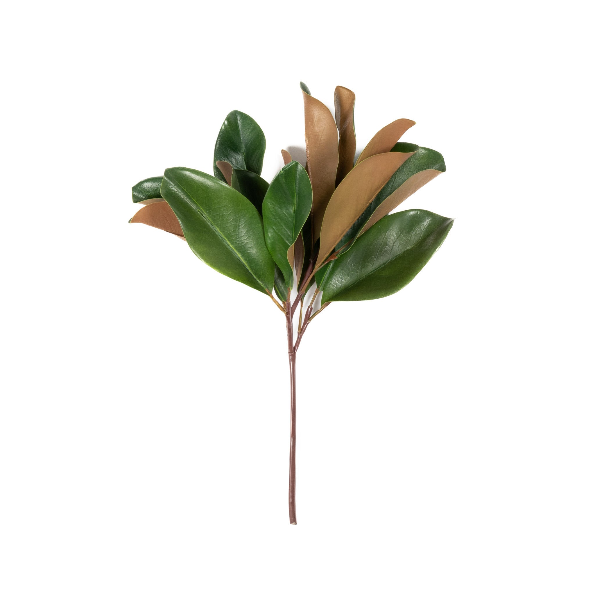 MAGNOLIA LEAF SPRAY - 16 INCH (Box of 12 Stems)