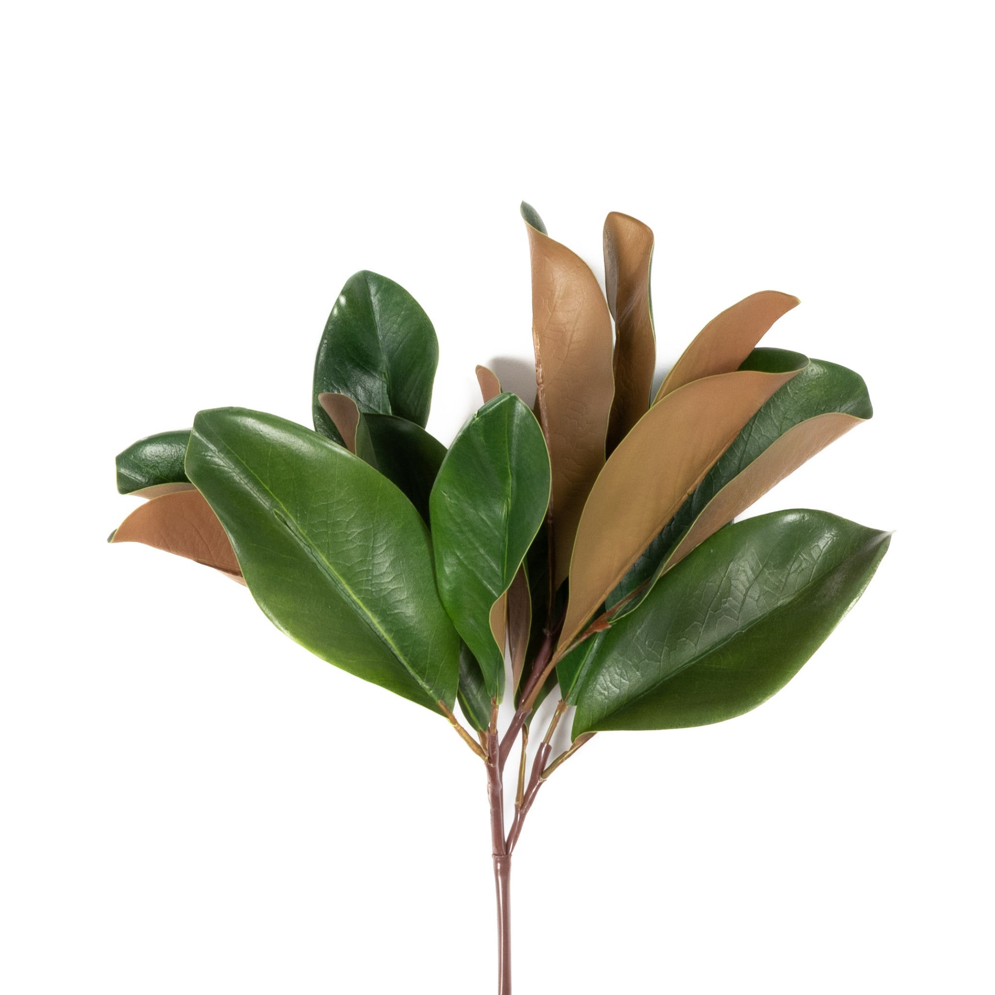 MAGNOLIA LEAF SPRAY - 16 INCH (Box of 12 Stems)