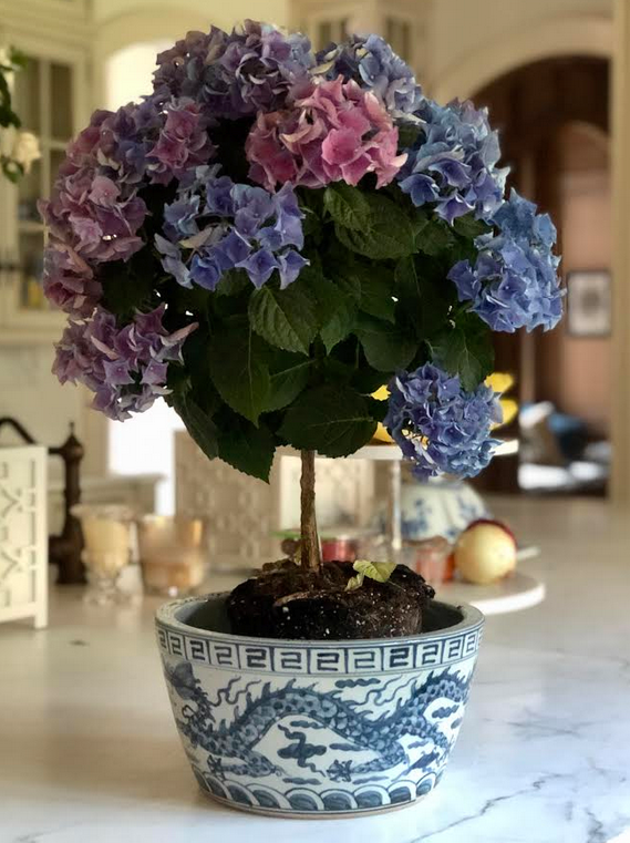 Dragon Bowl