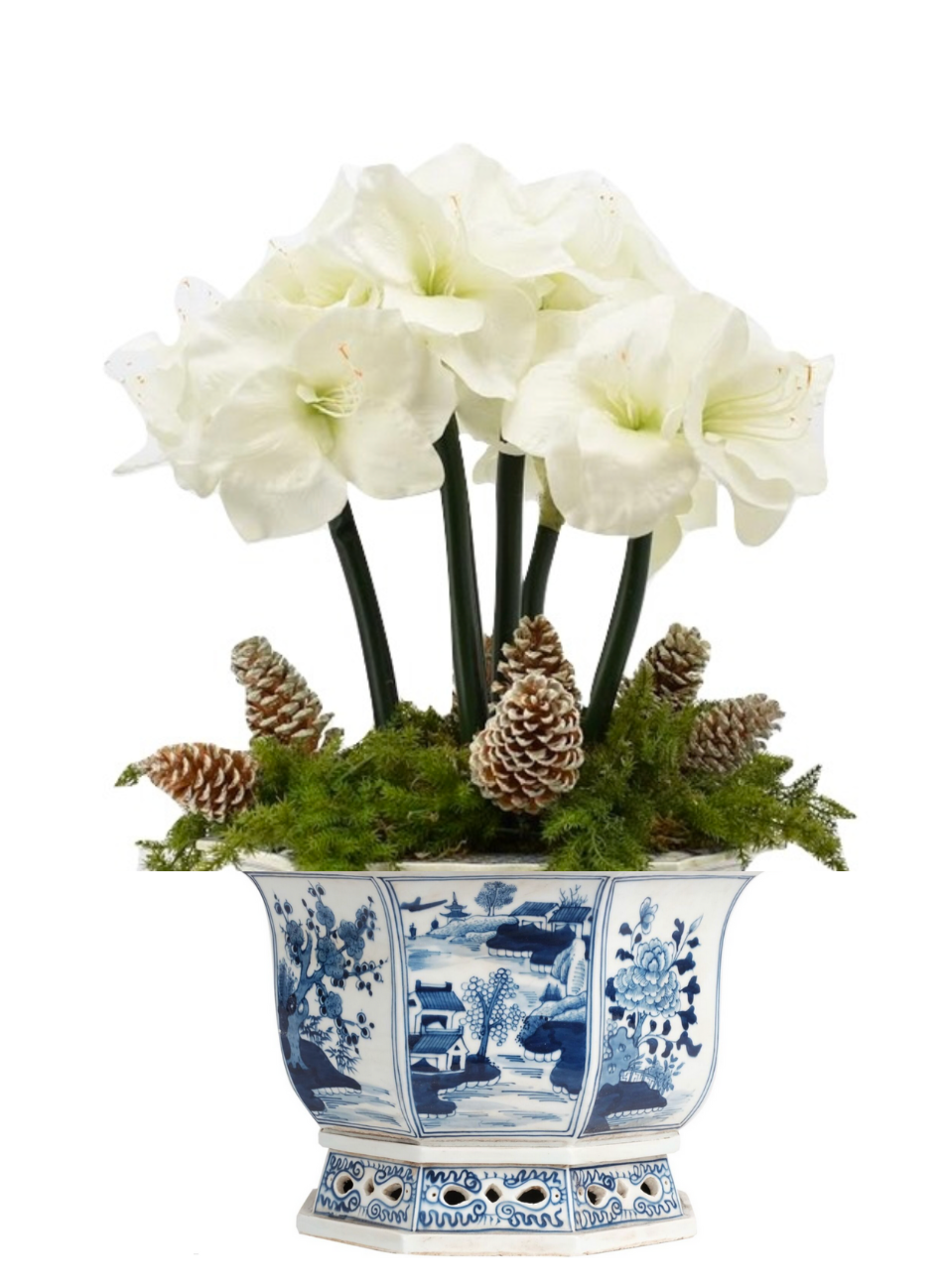 5 Stem Amaryllis & Evergreen in Porcelain Planter