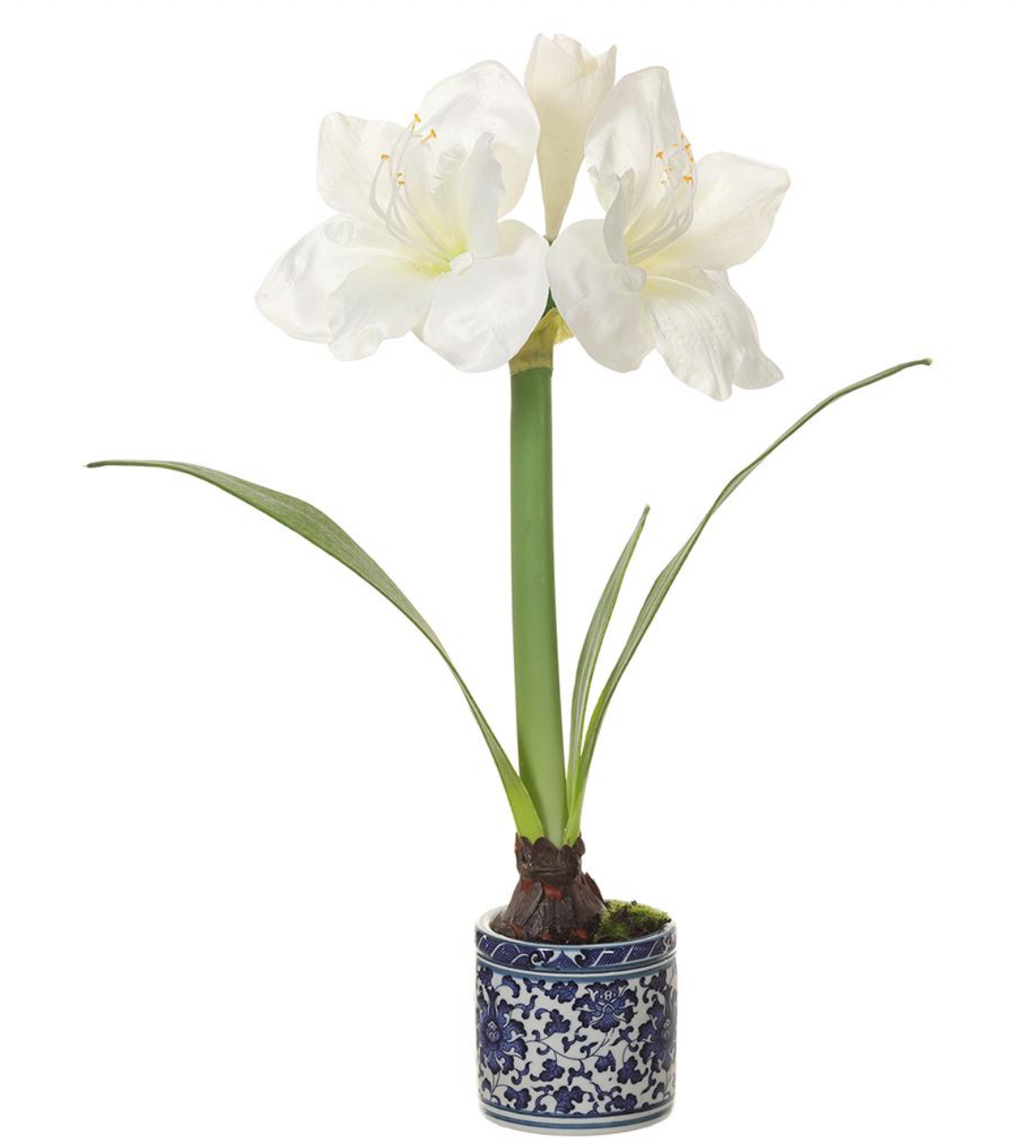 White Amaryllis in Blue & White Porcelain Planter Style 1