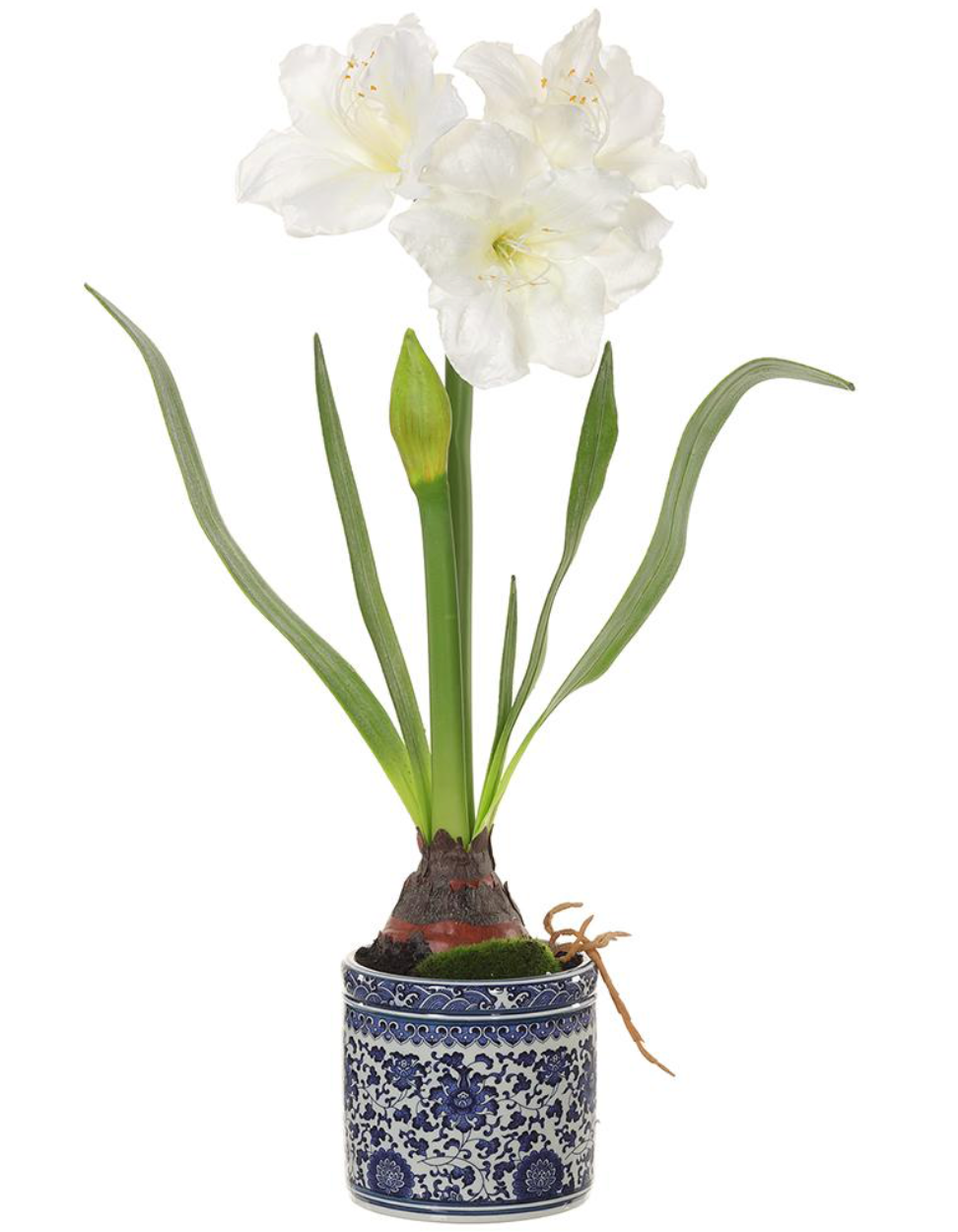 White Amaryllis in Blue & White Porcelain Planter Style 2