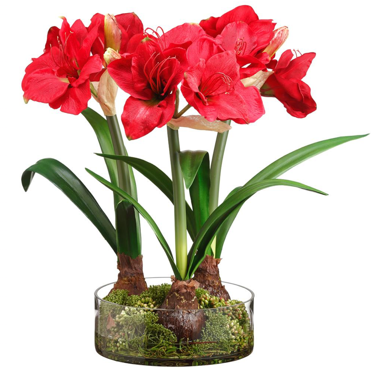 3 Stem Red Amaryllis Arrangement in Glass Container