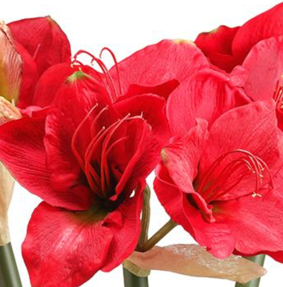 3 Stem Red Amaryllis Arrangement in Glass Container