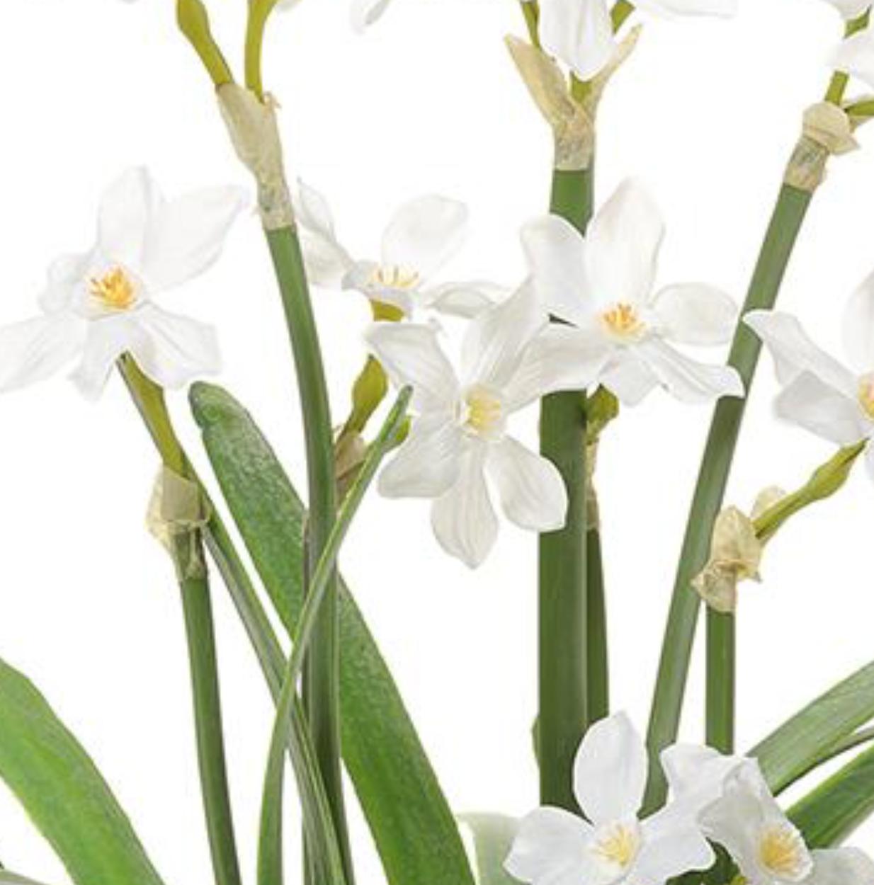 White Narcissus in Blue & White Round Planter