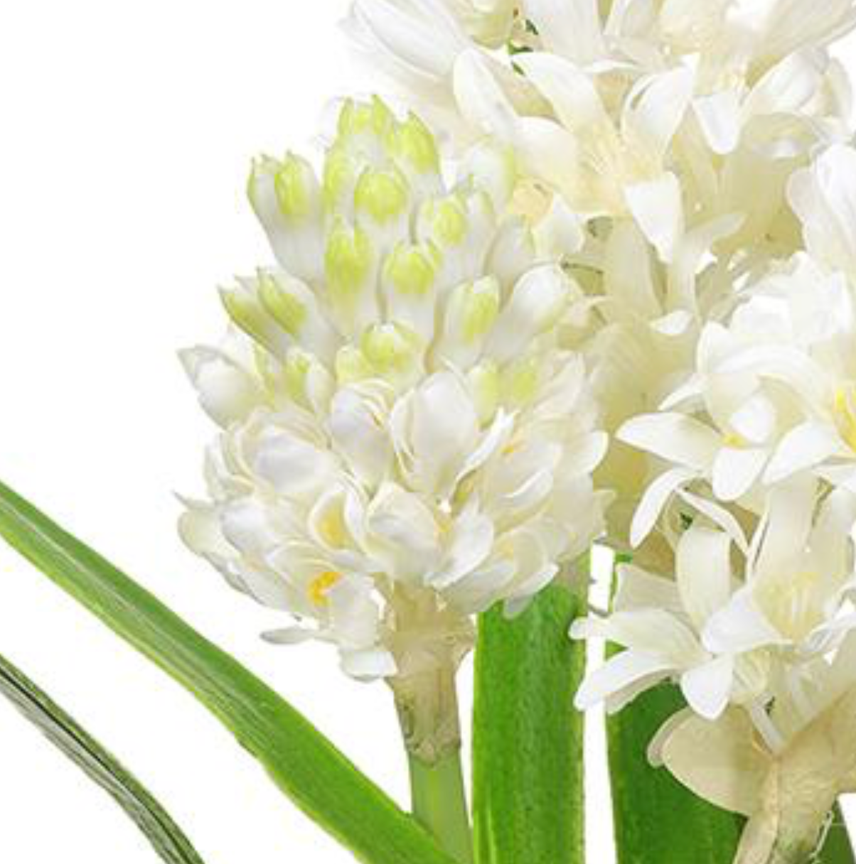 White Hyacinths in Green & White Planter