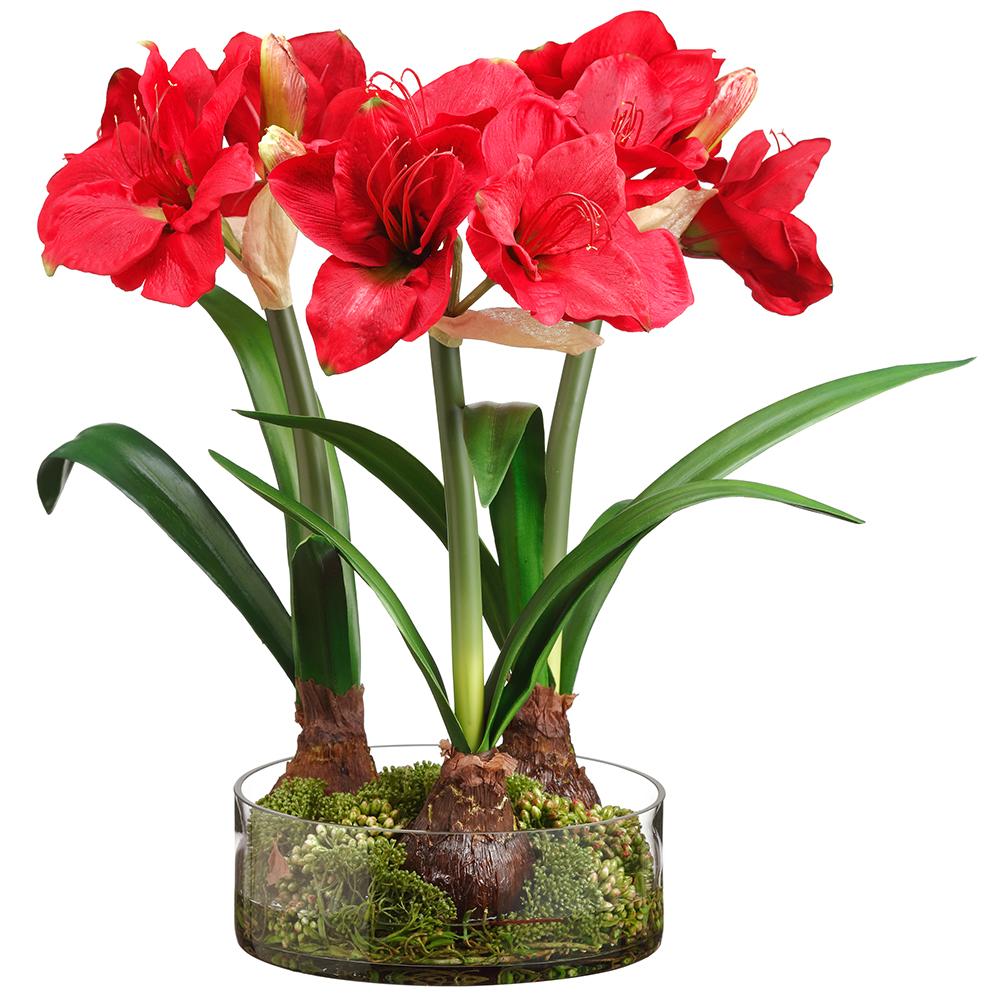 Amaryllis W-Bulb/Skimmiay/Sedum in Glass Vase Red