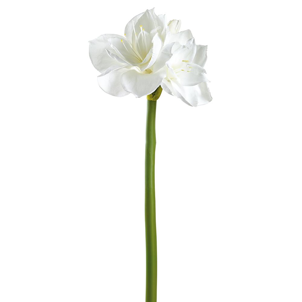 Box of 12 White 27" Amaryllis Spray