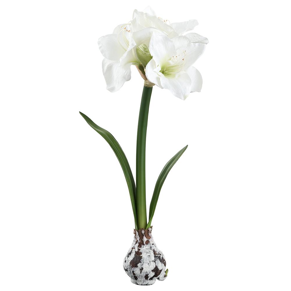 Set of 4 Snowed Bulb White Amaryllis