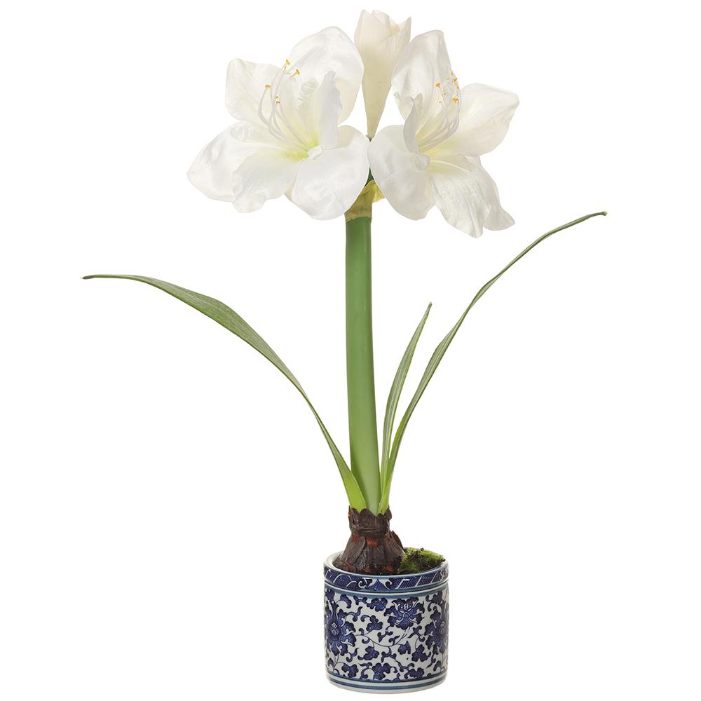 19.5" Amaryllis in Blue & White Pot