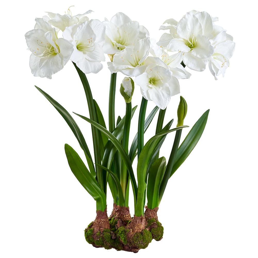 Set of 4 White Amaryllis with Bulbs & Moss