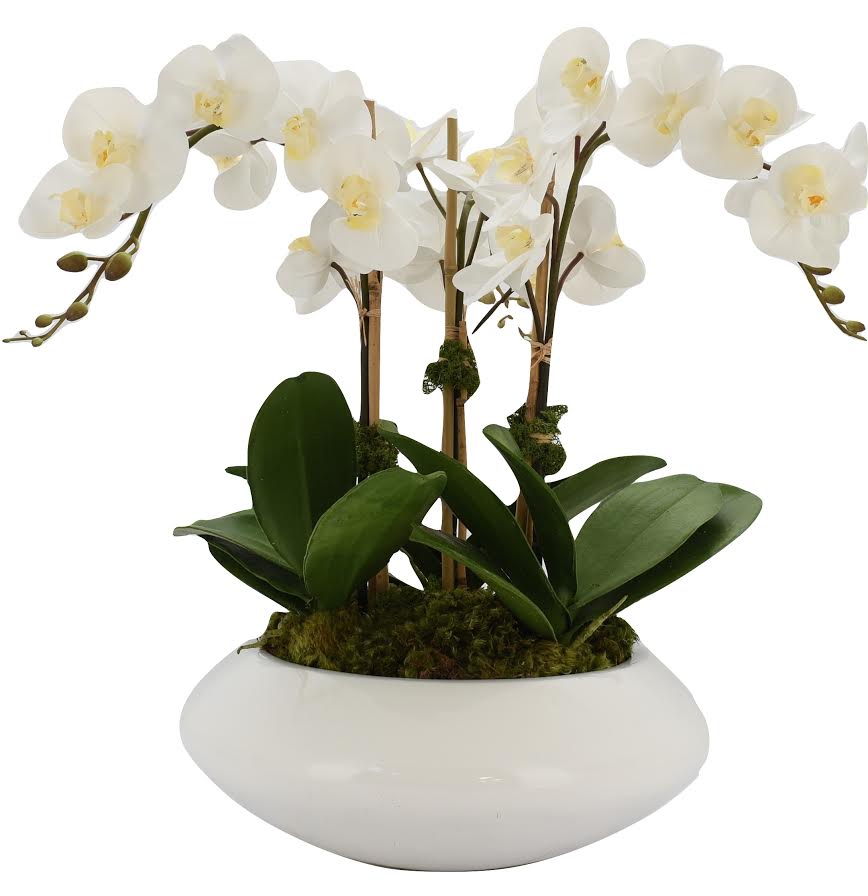 Three Stem White Orchid in Modern White Planter