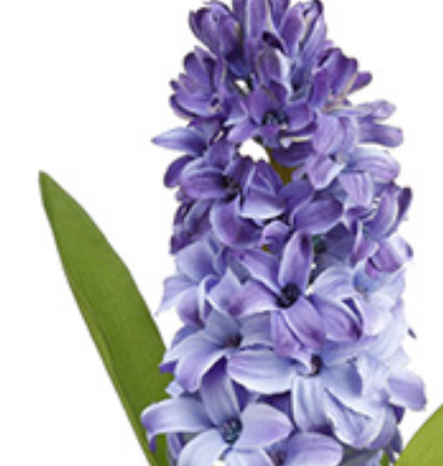 Fabulous lifelike 12.5' lilac hyacinth stems (box of 12)