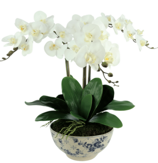 3 Steam White Orchid in Floral Trellis Bowl