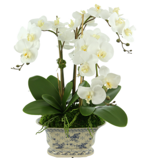 Fabulous new three stem white orchid in gorgeous scalloped blue and white porcelain pot