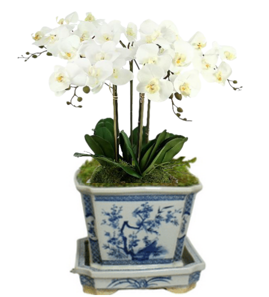 3 Stem White Orchid in Porcelain Planter