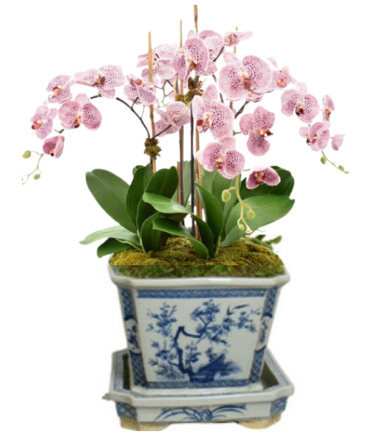 3 Stem Pink Orchid in Square Porcelain Planter