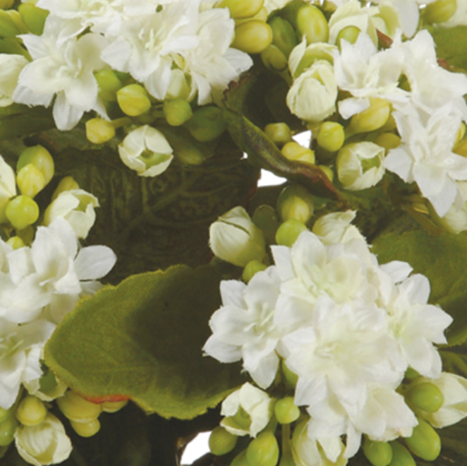 Fabulous potted lifelike white kalanchoe (box of 4)